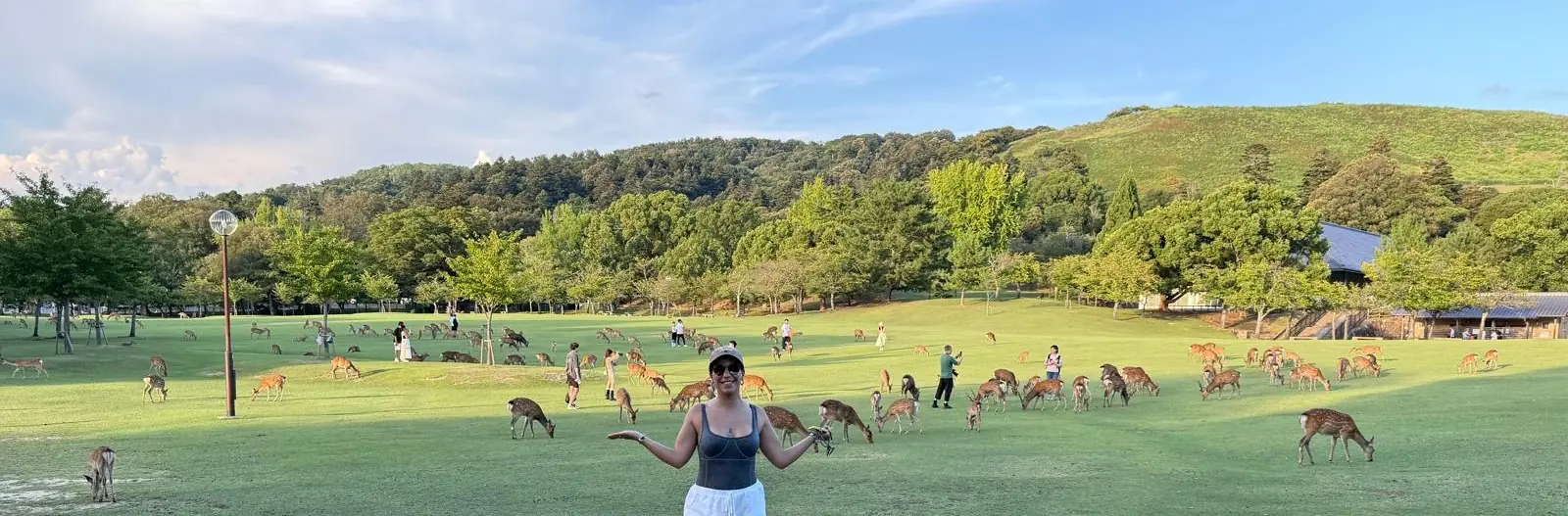 Ambrine in a park full of deer